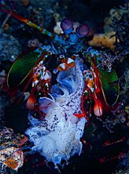 mantas meal , f100 and 105mm by Gregory Grant 